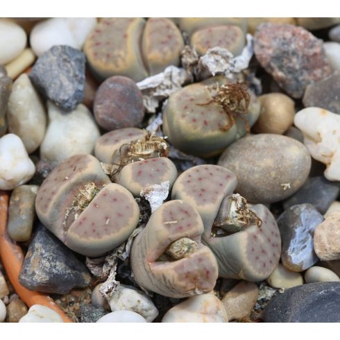 Lithops dinteri - Kavicsvirág - 3db mag/csomag