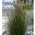 Ficinia nodosa - Knotted Clubrush - 5db mag/csomag - goldenpalm.hu