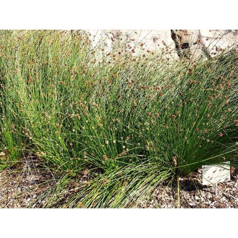 Ficinia nodosa - Knotted Clubrush - 5db mag/csomag - goldenpalm.hu