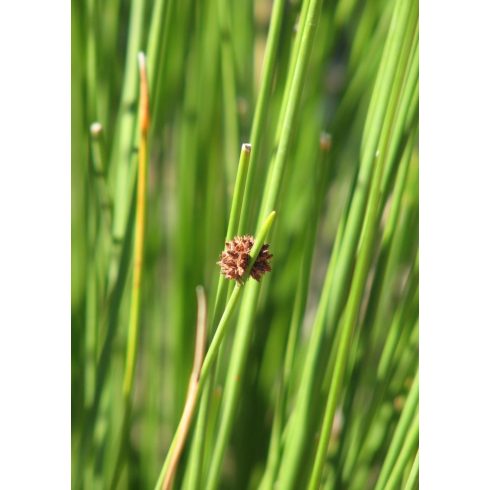 Ficinia nodosa - Knotted Clubrush - 5db mag/csomag - goldenpalm.hu