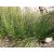 Ficinia nodosa - Knotted Clubrush - 5db mag/csomag - goldenpalm.hu