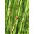 Ficinia nodosa - Knotted Clubrush - 5db mag/csomag - goldenpalm.hu