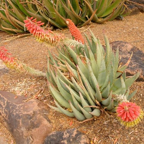 Aloe claviflora - Kraal Aloe - 5db mag/csomag