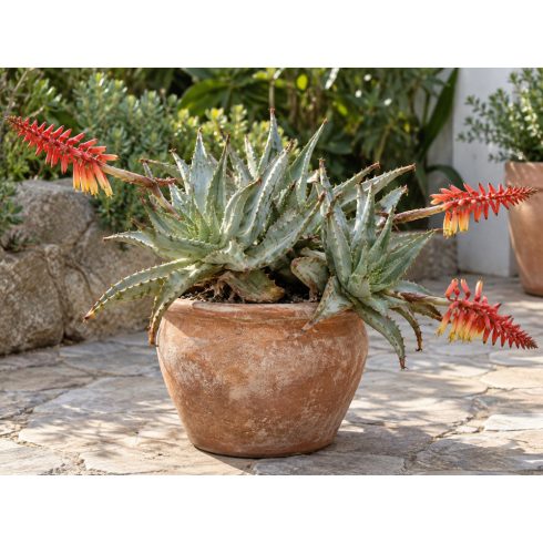 Virágzó Aloe claviflora Kraal Aloe díszes terrakotta cserépben, vörös-sárga virágzatokkal