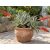 Virágzó Aloe claviflora Kraal Aloe díszes terrakotta cserépben, vörös-sárga virágzatokkal