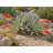 Aloe claviflora Kraal Aloe kertben kiültetve, napos sziklakerti környezetben virágozva
