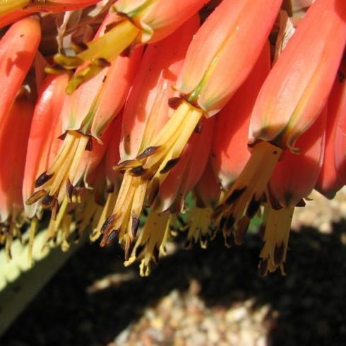 Aloe claviflora - Kraal Aloe - 5db mag/csomag