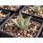 Fiatal Aloe claviflora Kraal Aloe palánta jó vízáteresztő, ásványos közegben