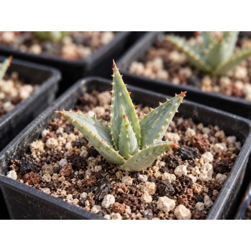 Fiatal Aloe claviflora Kraal Aloe palánta jó vízáteresztő, ásványos közegben