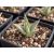 Fiatal Aloe claviflora Kraal Aloe palánta jó vízáteresztő, ásványos közegben