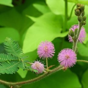 Mimosa pudica - Szemérmes mimóza - 5db mag/csomag