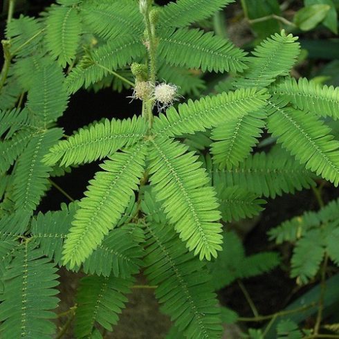 Mimosa pudica - Szemérmes mimóza - 5db mag/csomag