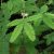 Mimosa pudica - Szemérmes mimóza - 5db mag/csomag