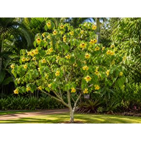 Bauhinia tomentosa – Sárga orchideafa – 5 db mag/csomag