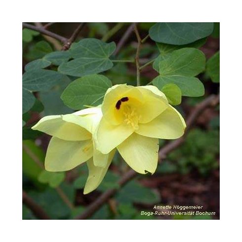 Bauhinia tomentosa - Sárga virágú orhideafa - 5db mag/csomag