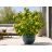 Bauhinia tomentosa – Sárga orchideafa – 5 db mag/csomag