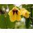 Bauhinia tomentosa – Sárga orchideafa – 5 db mag/csomag