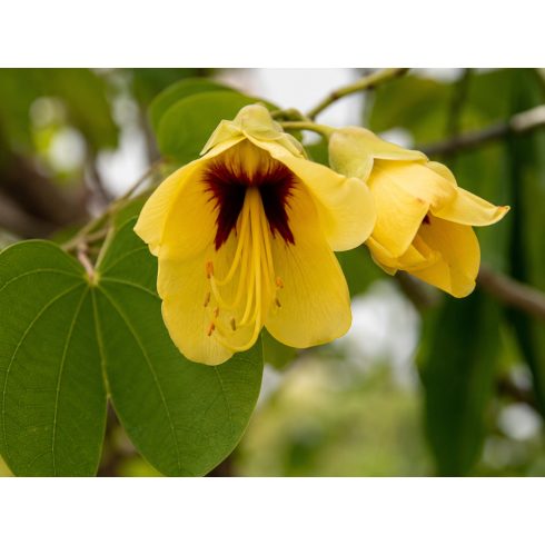 Bauhinia tomentosa – Sárga orchideafa – 5 db mag/csomag
