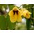 Bauhinia tomentosa – Sárga orchideafa – 5 db mag/csomag