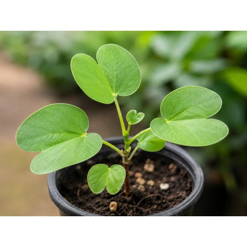 Bauhinia tomentosa – Sárga orchideafa – 5 db mag/csomag