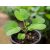 Bauhinia tomentosa – Sárga orchideafa – 5 db mag/csomag