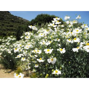 Romneya coulteri - Kaliforniai mákcserje - 5db mag/csomag