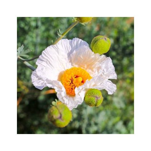 Romneya coulteri - Kaliforniai mákcserje - 5db mag/csomag