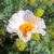 Romneya coulteri - Kaliforniai mákcserje - 5db mag/csomag