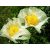 Romneya coulteri - Kaliforniai mákcserje - 5db mag/csomag