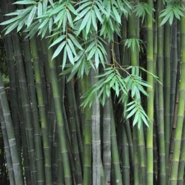 Bambuszmag