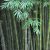 Bamboos seeds