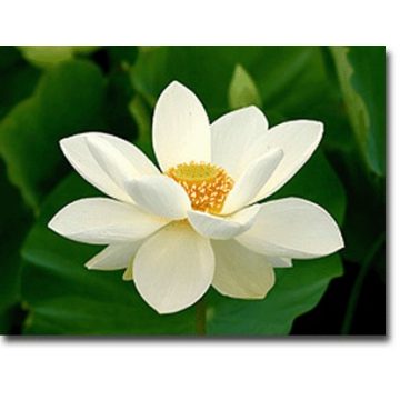 Aquatic plant seeds