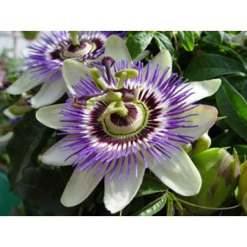 Kúszónövény magok