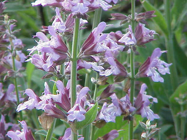 Salvia officinalis - orvosi zsálya