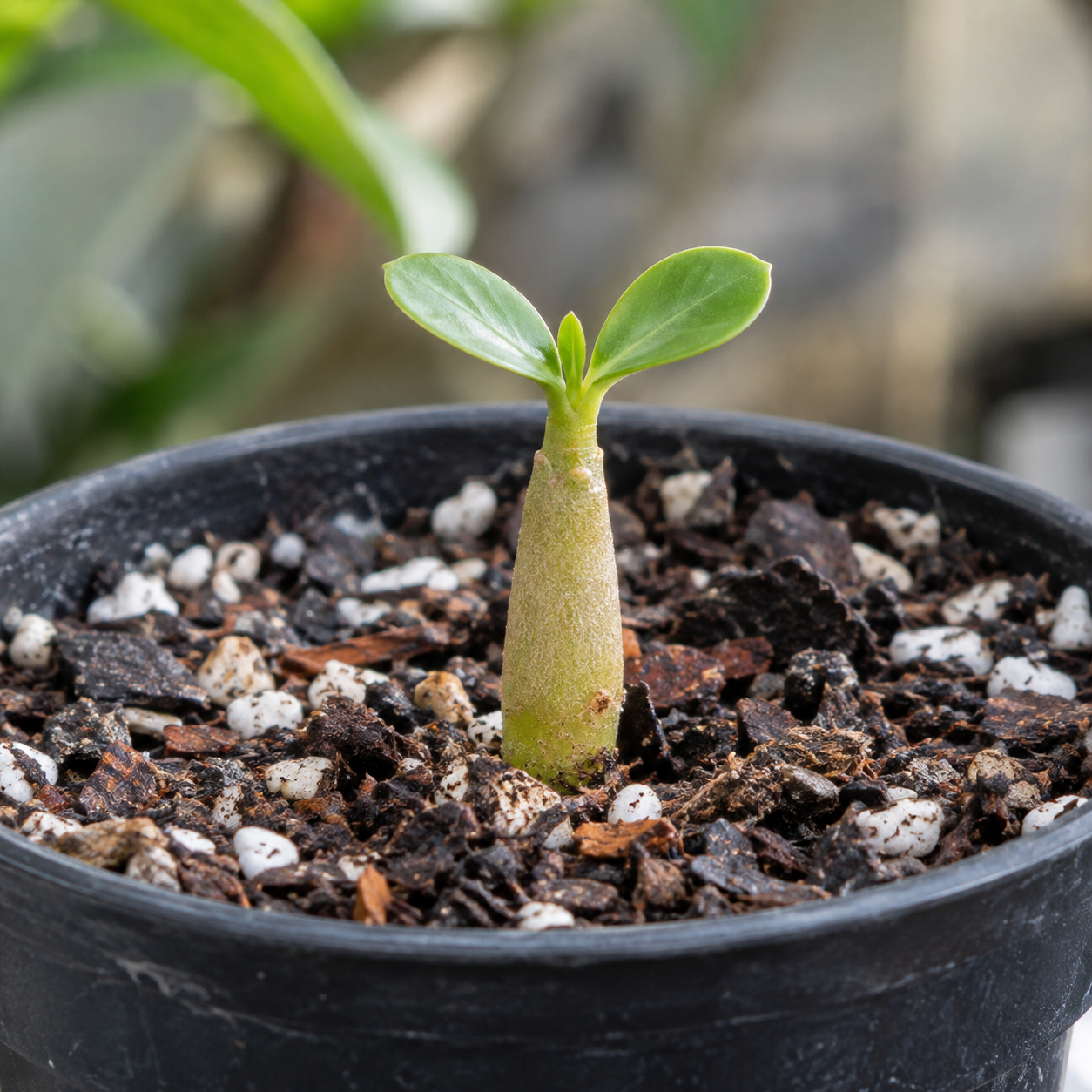 Frissen kikelt fiatal Adenium obesum magonc