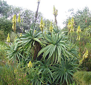Aloe arborescens - Fás aloe, Krantz Aloe