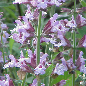 Salvia officinalis - Orvosi zsálya, kerti zsálya termesztése